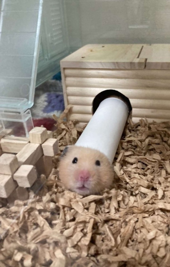 画像は再掲