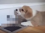 「なんだおまえは！」　ワンちゃんが敵対心むき出しにしていたモノとは…？