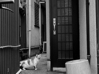 画像はイメージです（sabamisoさん撮影、Flickrより）