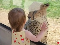 「あなたはだぁれ？」チーターと小さな女の子、動物園のガラス越しに見つめ合う