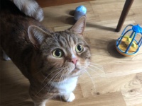 ある日突然ポストにファンレターが！宛先はなんと猫だった（イギリス）