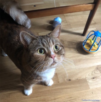 ある日突然ポストにファンレターが！宛先はなんと猫だった（イギリス）