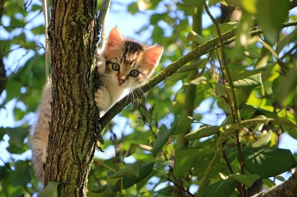cat3
