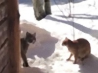 裏庭見たらボブキャット。愛猫とボブキャットがにらみ合いの攻防を始めていた…？