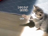 こんな動画だけ見ていたい。窓から差し込む日の光に肉球タッチしようとする子猫がただただ尊い