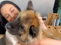 「どうせまたシェルターに返されるに決まってる…」5軒の家から戻されて心を閉ざしていた犬、新たな飼い主と出会ってようやく幸せをつかむ
