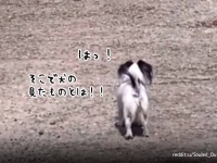 これ以上前に進めない...そこで犬の見たものとは！？