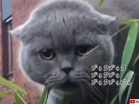 通訳よろ！謎の呪文を唱える猫（要音声）