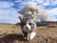 幸福を呼ぶ猫、“ニャン吉”に会える！　「ニャン吉写真展×猫の音楽会」開催