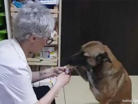 肉球に傷を負った野良犬が、助けを求めに薬局にやってきた。トルコには犬にやさしい薬局があり、治療を施してくれる。