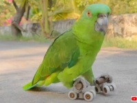 ローラースケートなら任せて！インコ用のスケートを上手に乗りこなすキエリボウシインコ