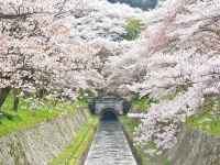 滋賀県大津市・三井寺 琵琶湖疏水の桜（淳平 筈井さん撮影,Flickrより）