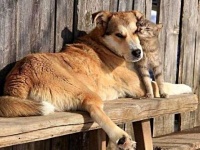 千の言葉を紡ぐより、たった1枚の写真で伝わる何かがある。愛情に満ちた動物たちの写真集