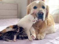 穏やか優しいゴールデン「子猫ちゃんたち、可愛いね」と陽だまりの中でゆったり猫の母子に寄り添う