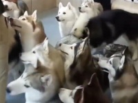 ハスキーによるモフふわヘブン体験。マレーシアにあるハスキーカフェの風景