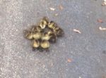ヨチヨチとついてくる子ガモ達がカワイイ♪