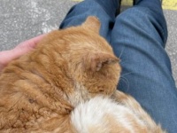 車が故障して途方に暮れていたら、野良猫がお膝にやってきた…。これって運命の出会いなの？甘えん坊な野良猫に関する海外の反応