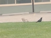 「ちょっと、おしりつつかないで！」まるでアニメのワンシーン？車窓から目撃されたウサギとカラスの追いかけっこ