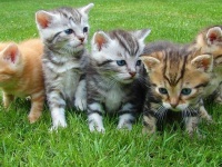 水不足になると何が起こる？意外な影響6選「子猫が増える」「動物がよく車にひかれる」