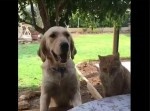 後悔先に立たず！　犬から餌を奪おうと試みたネコの末路…