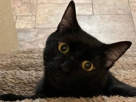 NNNの介入か？屋根裏部屋に黒猫が住み着き、今では家族の一員に