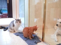 愛犬のお風呂はふわふわ抜け毛との闘い？サモエド犬のバスタイムに密着してみた