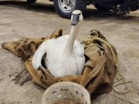 「きっと仲間たちのところへ戻れるよ」凍った湖にとらわれて飛び立てなかった白鳥、無事保護されて水鳥の楽園で春を待つ