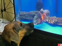 激おこぷんぷん魚。水槽越しで犬とガチンコ対決