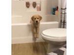 「たすけて〜！」　バスタブのフチに乗り上げて動けないワンちゃん。