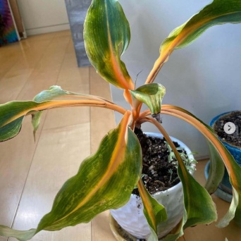 インスタグラム：工藤静香(@kudo_shizuka)より