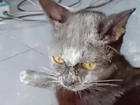 2022年もあとわずか。年越しの前に、今年のやらかし動物たちの所業をいろいろ集めてみた