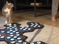 愛猫「テレビが見たい！」「抱っこ！」「後でね！」サウンドボードで会話するビリさん、さらに語彙を増やし中