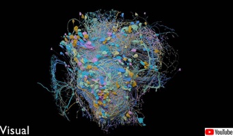 史上最大、脳の神経回路の高解像度マップをGoogleが公開（米研究）