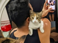 カフェでヒゲメンにロックオンした野良の子猫、毎日アプローチを続け永遠の家族を手に入れる（クウェート）