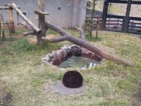 謎の黒い物体、実は...？（画像提供：鹿児島市平川動物公園