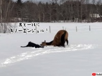 一緒ならすごく楽しい！馬が一緒にスノーエンジェルを作ってくれた！