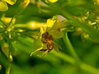 ケープミツバチが単為生殖でメスを産むことを可能にする遺伝子が特定される