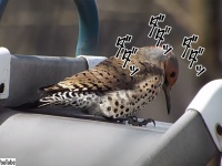 ドリルすんのか～い！キツツキが金属を突くとマシンガンを連射しているかのような爆音が鳴り響く（要音声）
