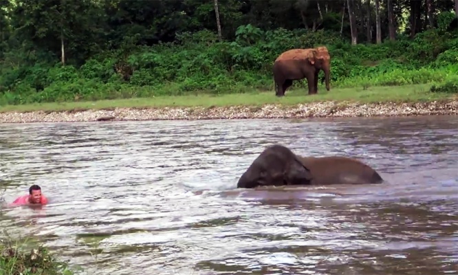 elephant-river-rescue2