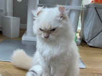 これはマジの「激おこ」だ　ダンボール争奪戦に敗れたニャンコの表情が、たまらなくカワイイ