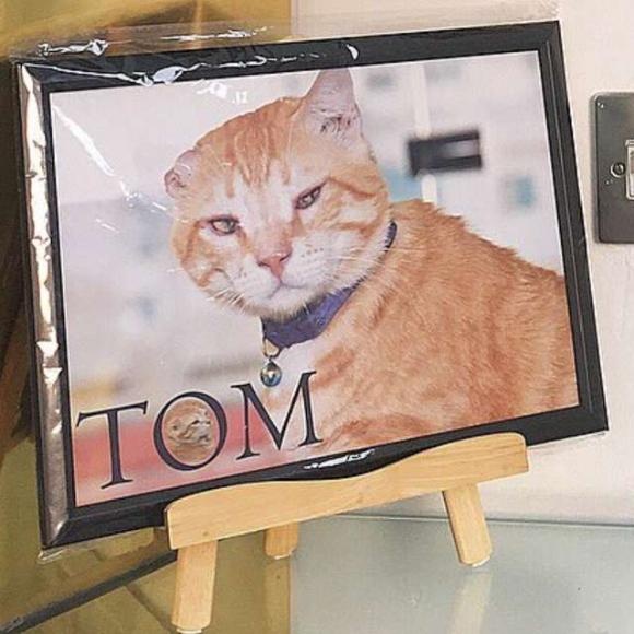 tom-4 [www.imagesplitter.net]