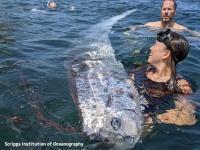 カリフォルニアで地震の2日前にリュウグウノツカイが発見され「災害の前兆」説が浮上する