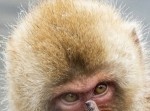 ブチ切れたサル、まさかの放送禁止ジェスチャー…