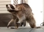 実はとても凶暴で危険！　“野生のアライグマ”が人を襲う瞬間…