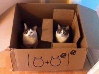「この世界は猫と数式でできている！」高度な数学を体現している猫たち
