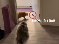 靴下を敵認定した猫、果敢に攻めるも戦略的撤退