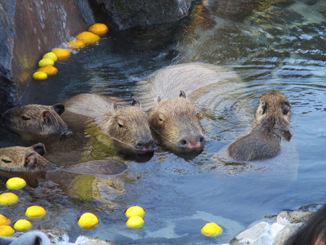 capybara-kawaii1