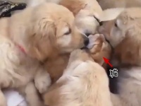 犬密度高み。ゴールデンレトリバーの子犬たちに愛されすぎる猫