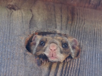 株式会社星野リゾートのプレスリリース画像