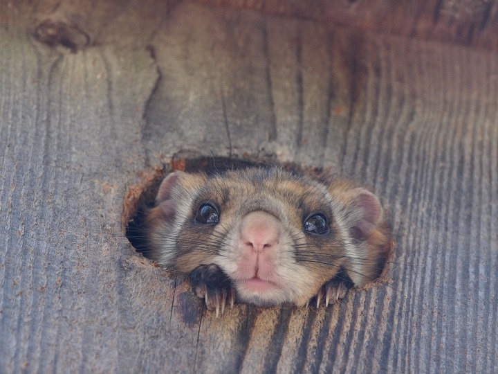 株式会社星野リゾートのプレスリリース画像